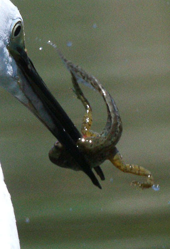 Rana toro predata da Garzetta